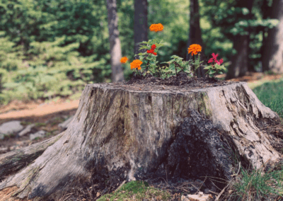 From Weary to Wholehearted